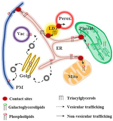 Lipid Trafficking at Membrane Contact Sites During Plant Development and Stress Response